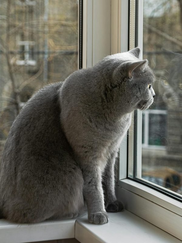 pexels-alla-dokova-485485010-34995577 pexels-alla-dokova-485485010-34995577